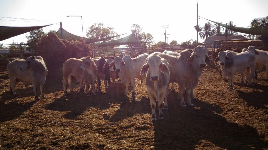 The bulls at Sarawak.