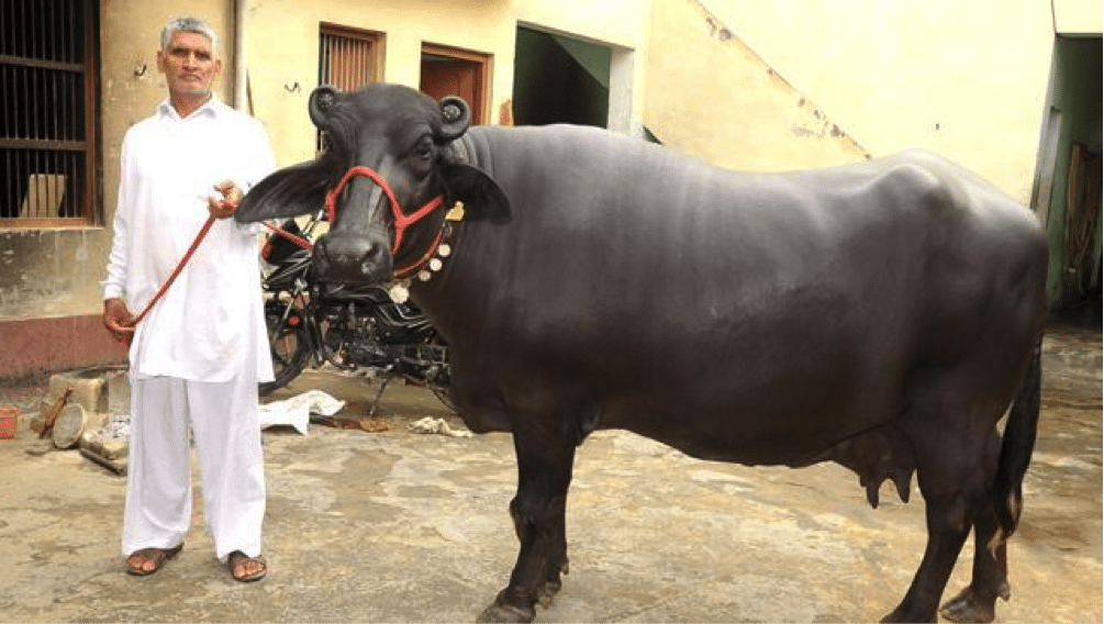 115 million head of Indian dairy buffalo are the basis for the buffalo beef industry.