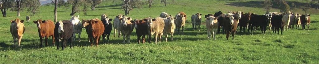 Backgroudner cattle on improved pastures on Sundown Pastoral Co's Newstead and Paradise aggregation near Inverell.