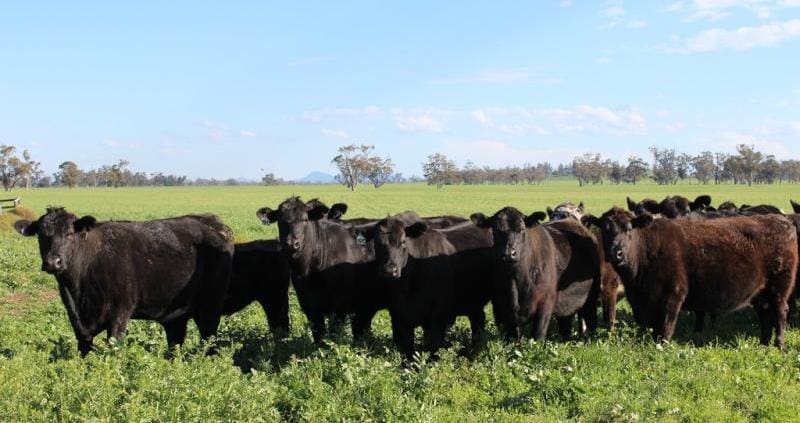 Quality grazing on Glenrowan aggregation, near Mullaley