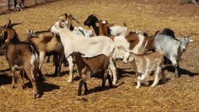 goats