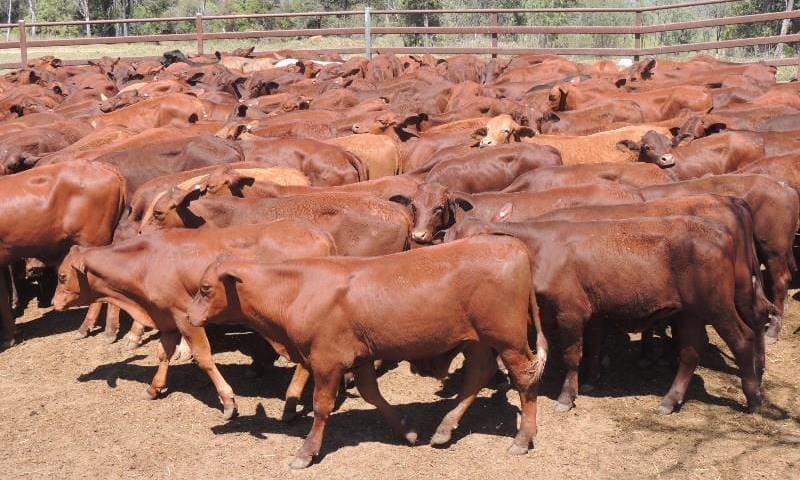 Part of a line of 257 8-10 month old weaned steers 220kg from Consuelo Cattle Co, Rolleston, QLD which made 519c/kg to return $1145 on Friday.