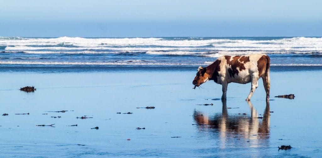 cow-on-beach