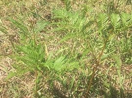 Bracken fern is a common cause of poisoning