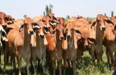 Red Brahman cows and calves on Rolf Park