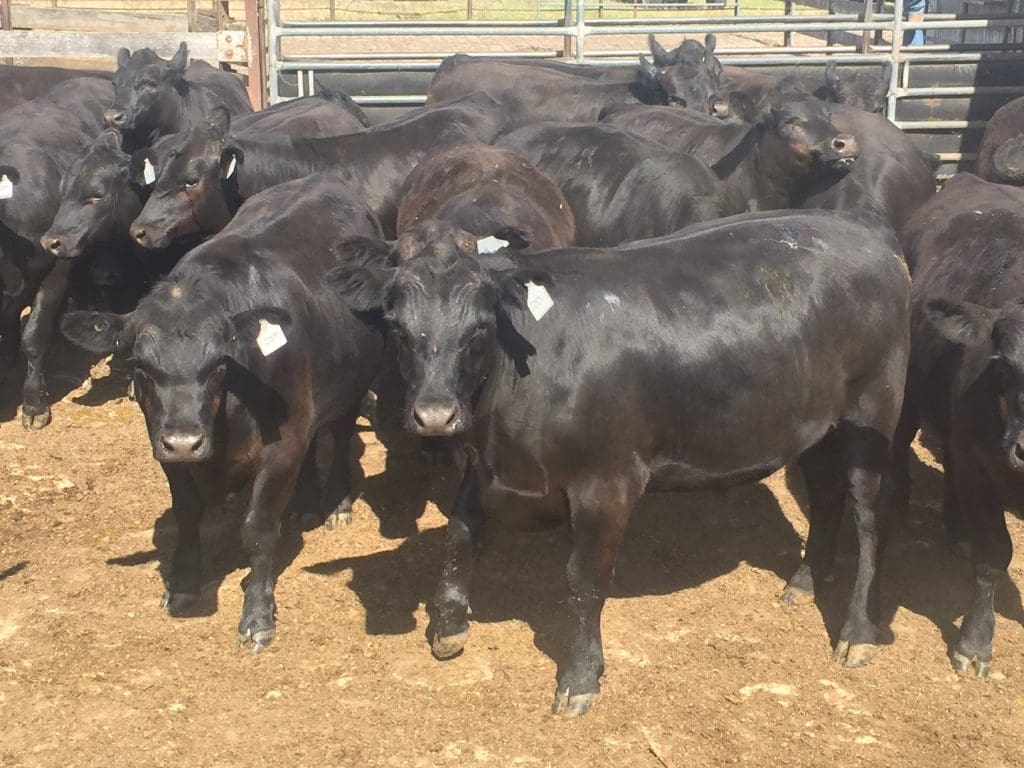 2017-1-16-Elders-China-steers