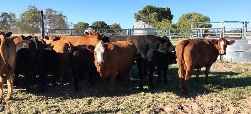 This line of a line of 3-4 year old Woonallee blood Simmental cows and calves, with cows re-joined, from Keith, SA sold for $2850.
