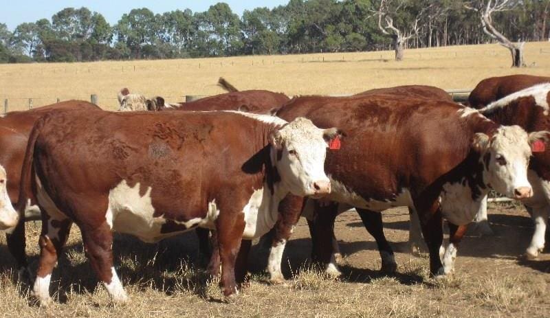 This line of 20-month-old Hereford heifers, PTIC to Poll Hereford bulls, from Byaduk North, VIC made $2100.