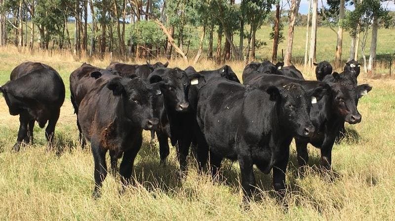 Out of Mount Pleasant, SA, this line of 40 7-11 month old 268kg Angus and Angus cross weaned steers sold for 420c or $1130.