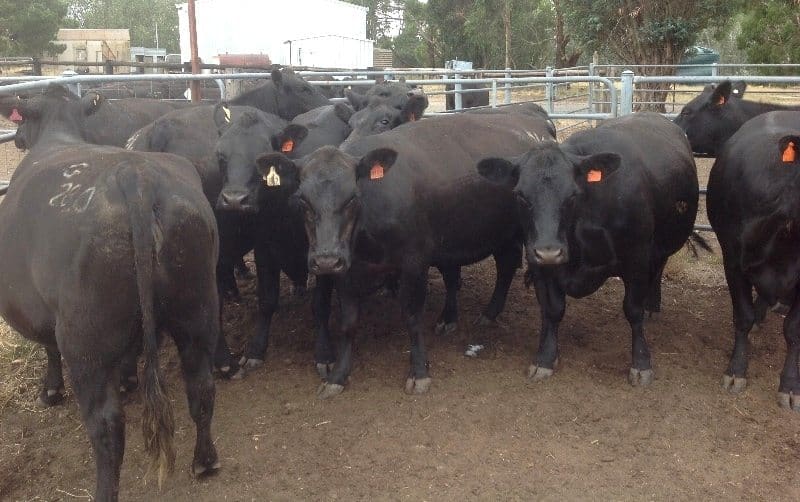 Part of a line of a line of 40 3-4-year-old Angus cows from Lal Lal, VIC sold for an impressive $2720.