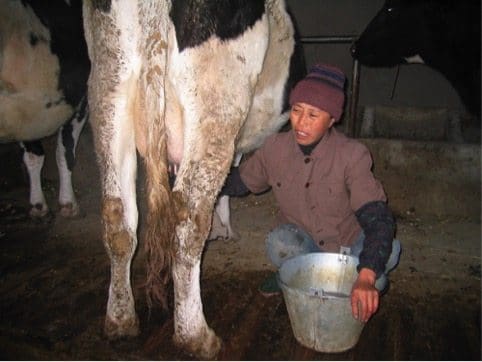 Small holder dairies in China are slowly going out of business.