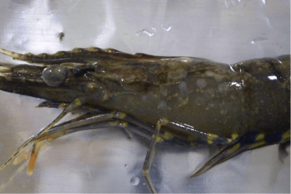 Feb 2017 white spot prawn