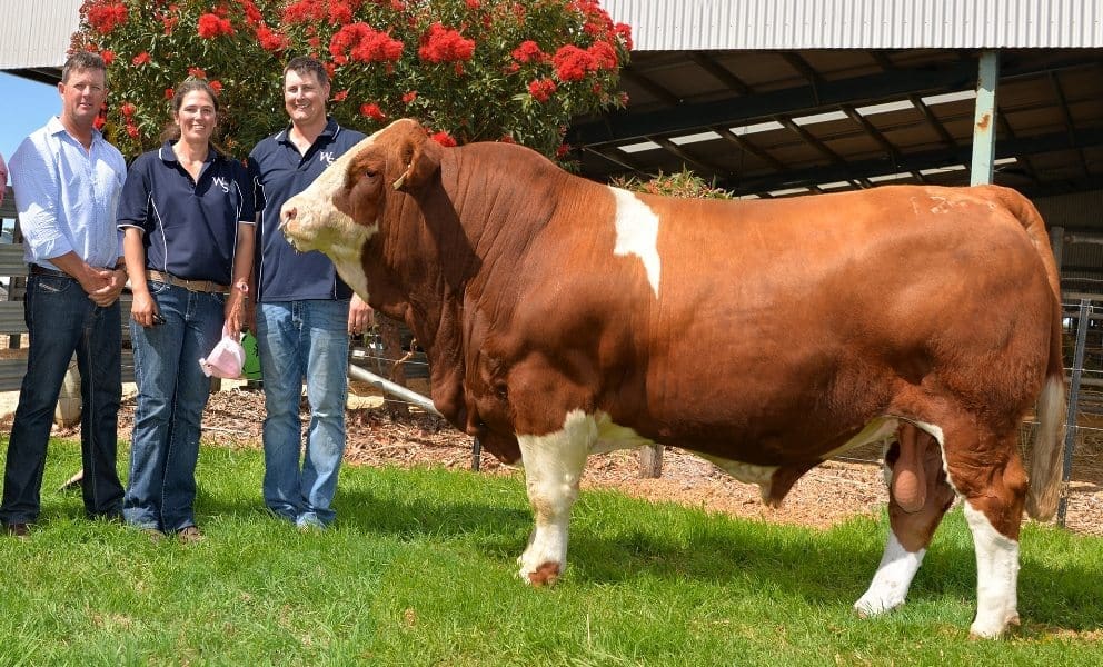 Buyer Brett Nobbs, Nobbs Cattle Co, Duaringa, Qld, and vendors Tom and Lizzy Baker with the new $160,000 breed record priced Simmental bull, Woonallee Las Vegas.