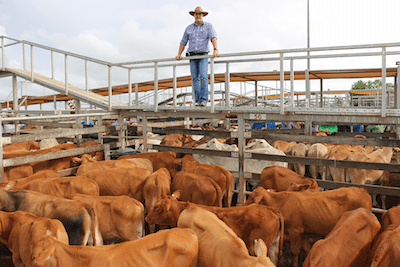 Watkins & Co selling agent, Brad Neven, with the top pen of M.J & B.P Gobbert, Amboola, Mitchell, Droughtmaster steers which sold to 438c/kg for an average 187kg to return $823/head.