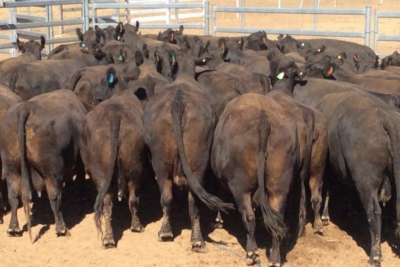 Part of a line of 60 8-10-year-old Angus cows with sappy 163kg average calves at foot sold on Friday by Paraway Pastoral Co, Pier Pier, Coonamble, for $2060 per unit. The buyer was 860km away at Kerang, VIC.