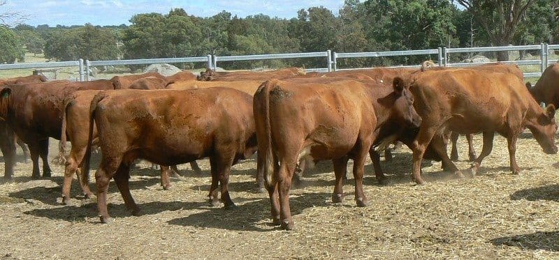 Part of a line of almost 300 Red Angus x Shorthorn cows and heifers, PTIC and some with calves at foot, that sold to $2375 this week.