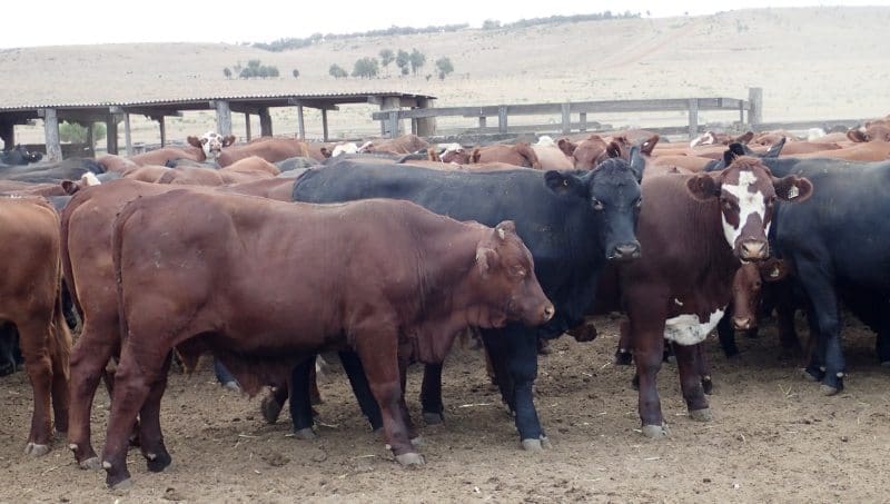 Part of a line of 156 EU-eligible Santa x Hereford feeder steers from Wandoan, QLD, 456kg at 15-18 months, which made 345c/kg or $1575 yesterday