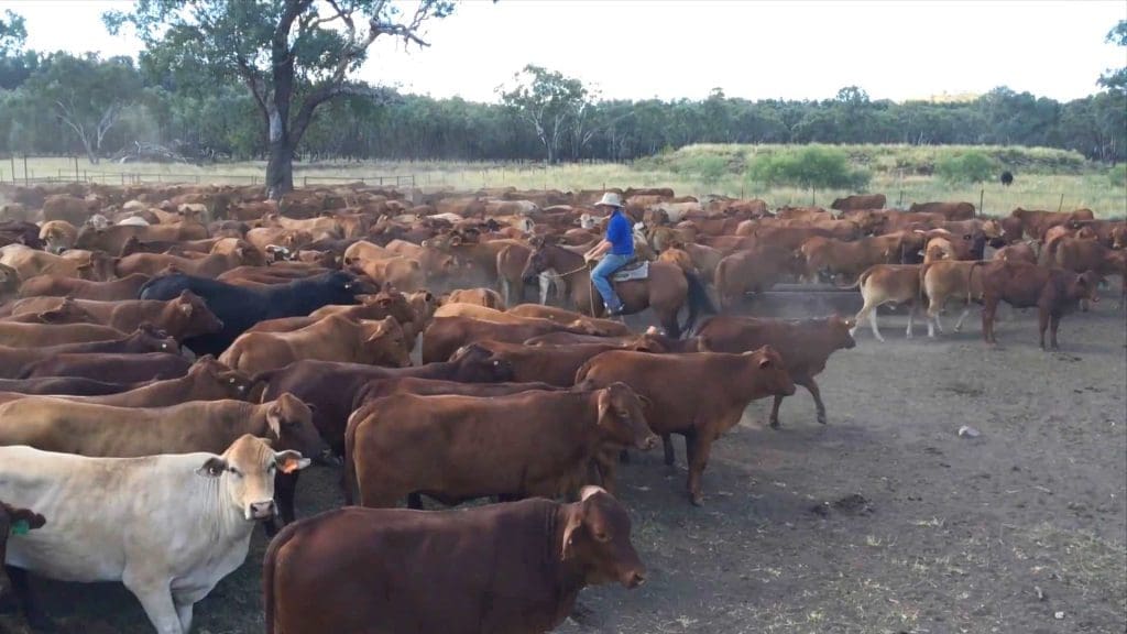 Australian Country Choice is one of the larger lessees of pastoral land in Australia, with non-owned lands accounting for 176,000 hectares
