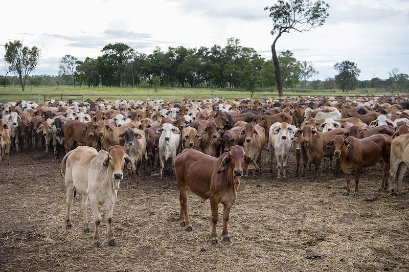 Cattle_7908