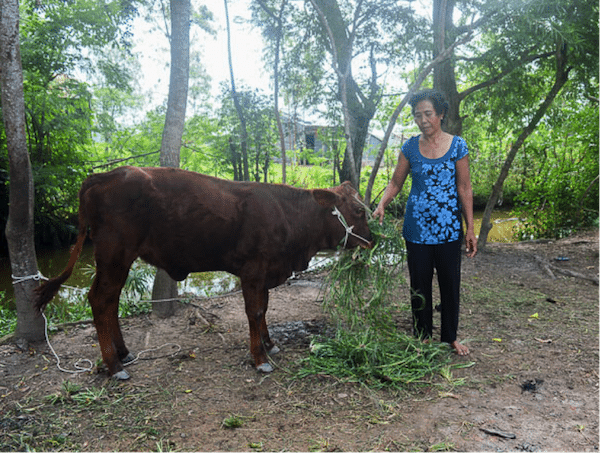 Small holder with crossbred calf, insured by the government to protect against total loss.