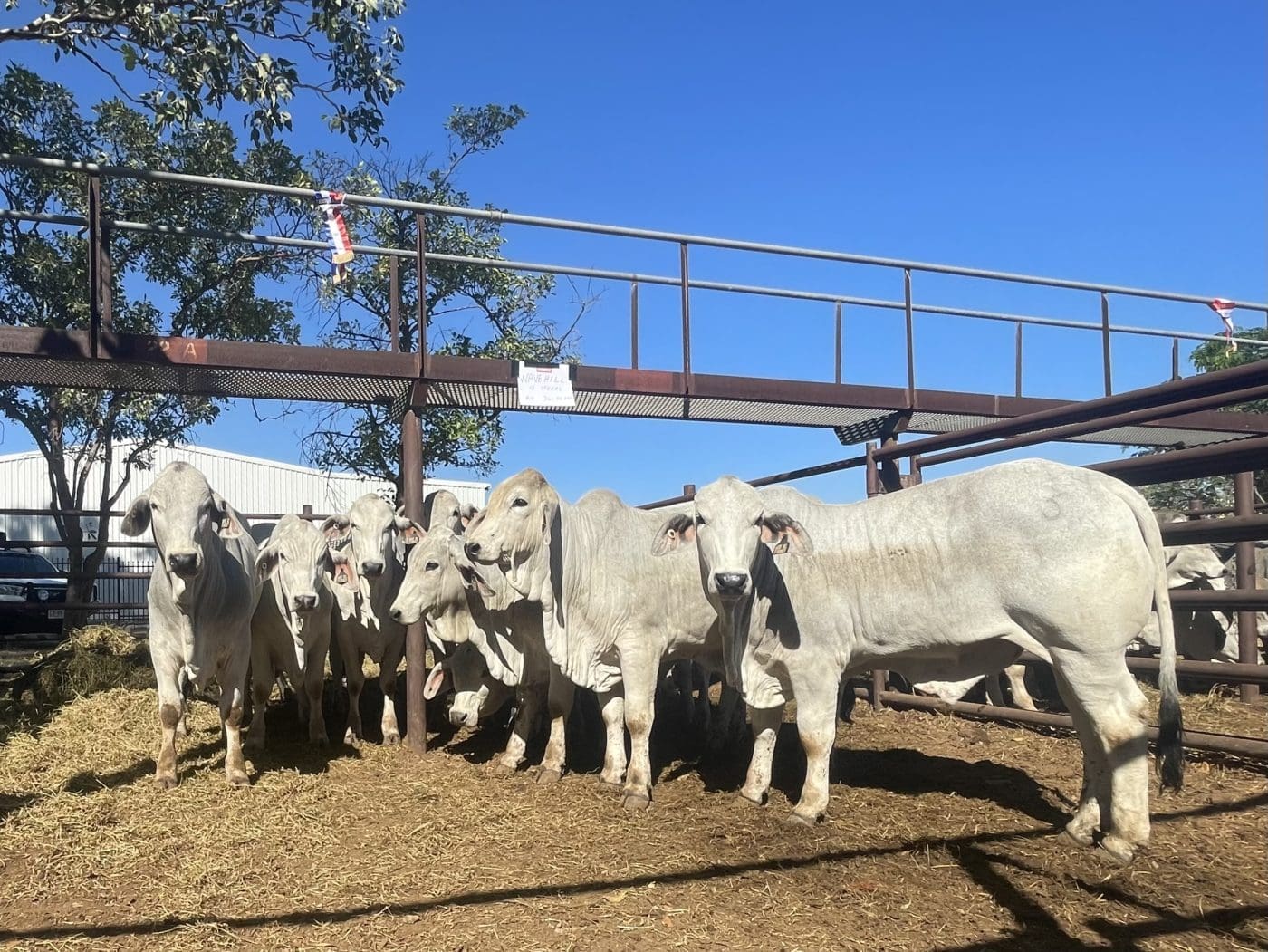 Wave Hill steers
