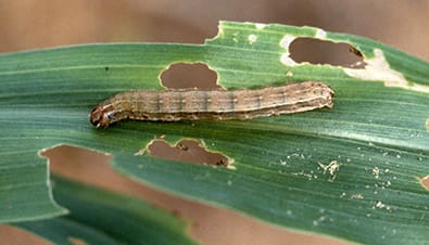 Image source: Farmbiosecurity.com.au Fall armyworm larva. Image: John C. French Sr., Retired, Universities:Auburn, GA, Clemson and U of MO, Bugwood.org