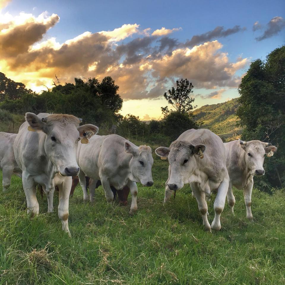 Image source Chinina Cattle Australia Facebook Page https://www.facebook.com/chianinacattleaustralia/