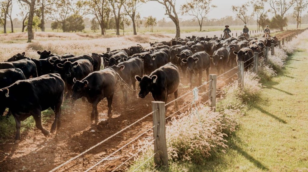 feeder cattle angus feedlot