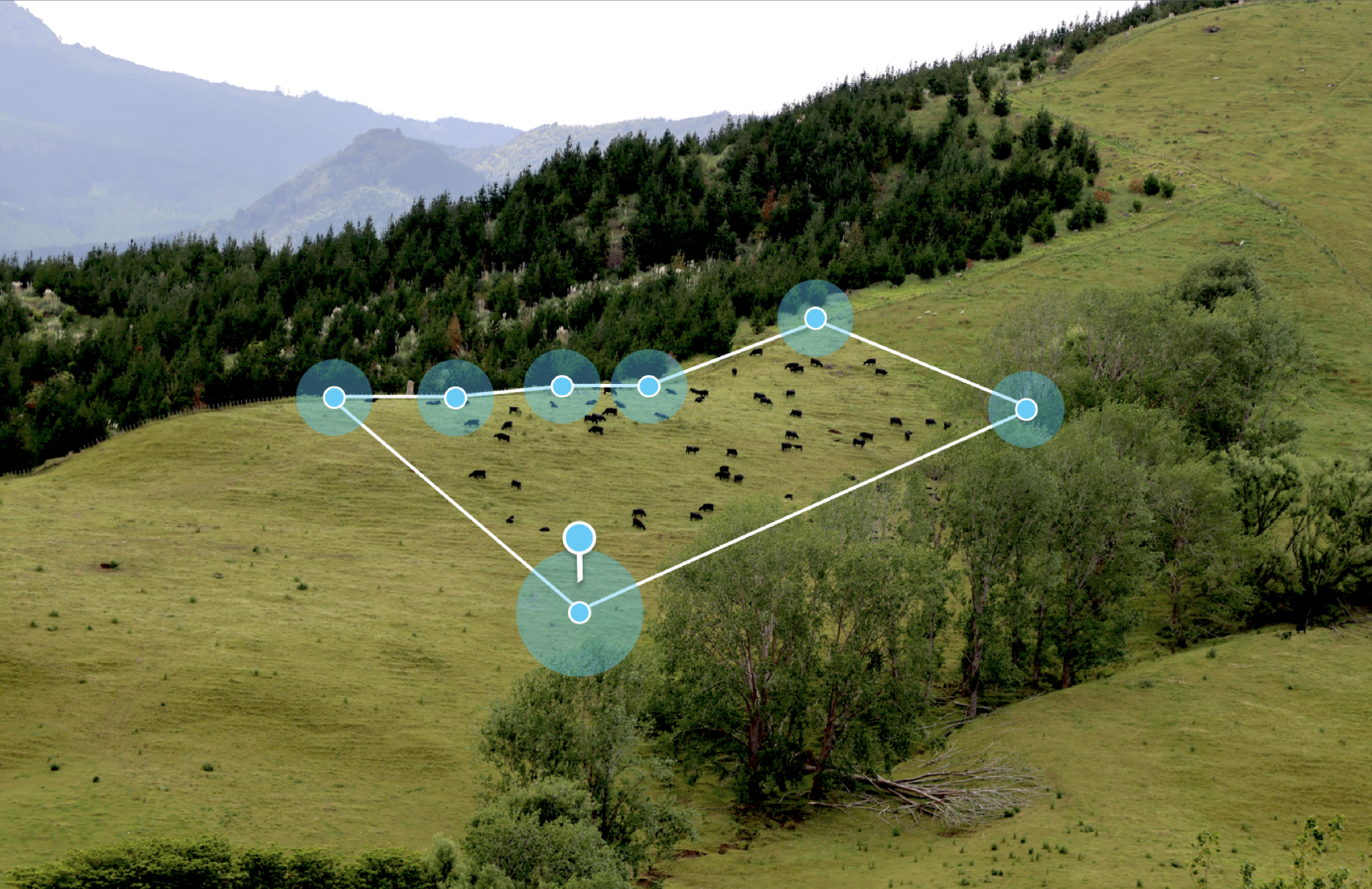 virtual fencing collars cattle