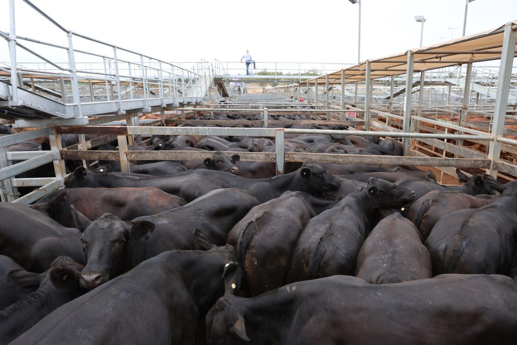 Source Maranoa Roma Saleyards