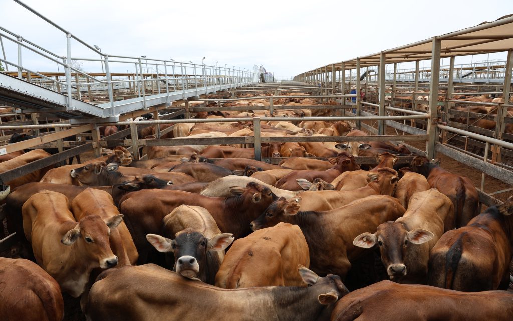 Source: Maranoa Roma Saleyards