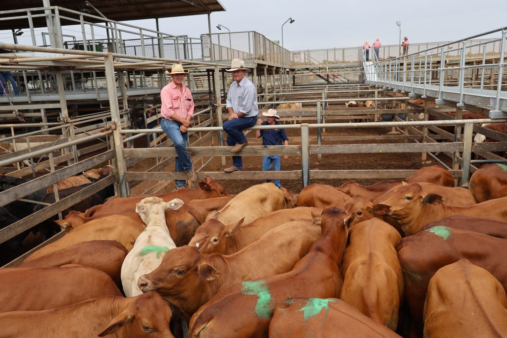 Source: Maranoa Roma Saleyards
