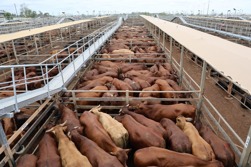 Photo supplied by Maranoa Regional Council Roma Saleyeards