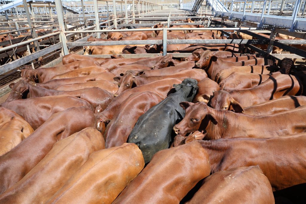 Photo supplied by MRC Roma Saleyards