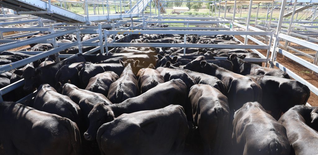 Photo supplied by MRC Roma Saleyards