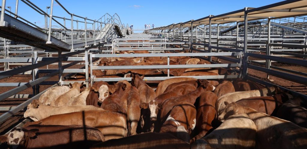 Photo supplied by Maranoa Regional Council - Roma Saleyards