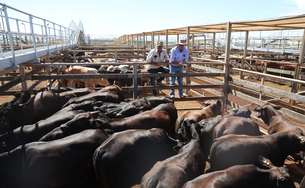 Photo supplied by Roma Saleyards - Maranoa Regional Council