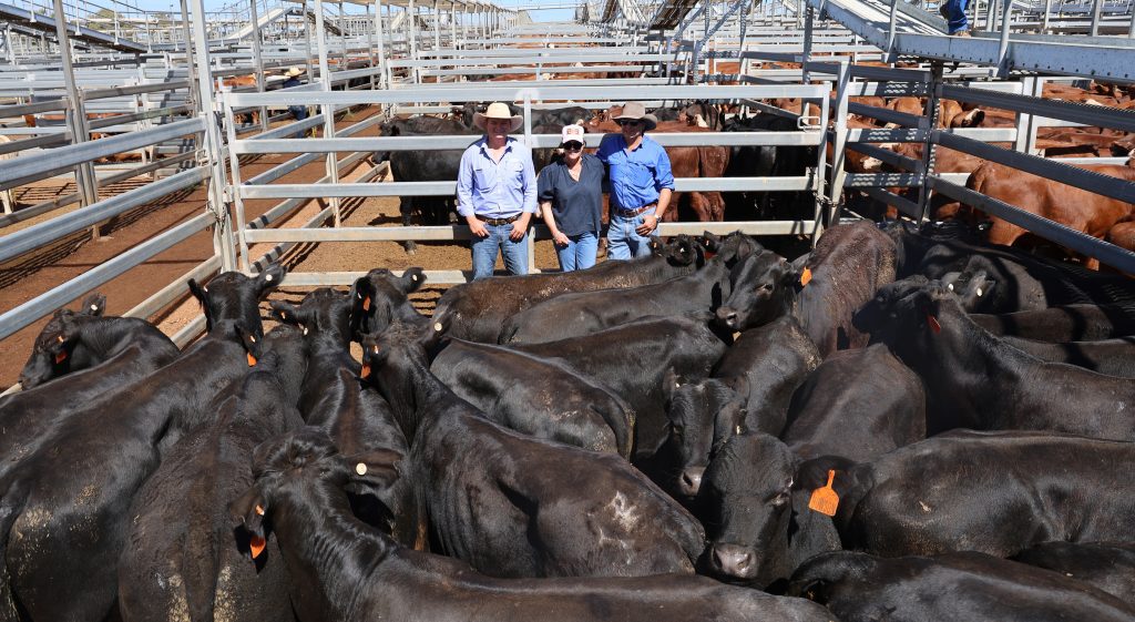 Photo supplied by Roma Saleyards - Maranoa Regional Council