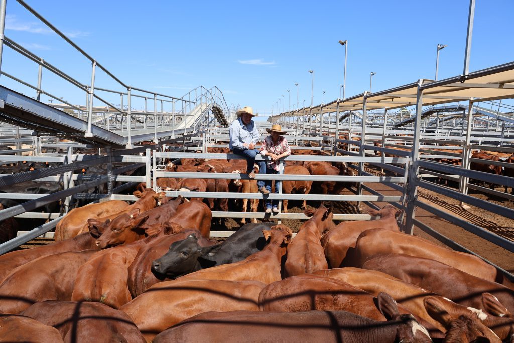 Photo supplied by Roma Saleyards - Maranoa Regional Council