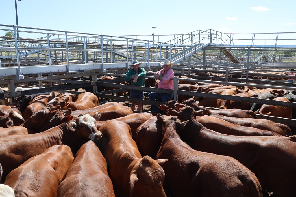 Image supplied by Roma Saleyards - Maranoa Regional Council