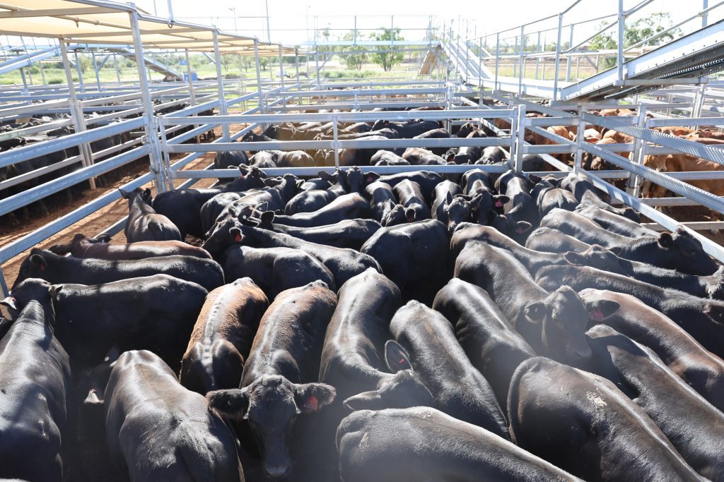 Photo supplied by MRC Roma Saleyards
