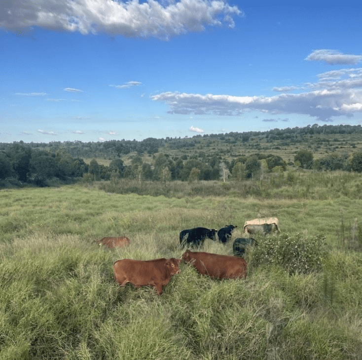 Phot supplied by Dentsu Creative - Atlas Grazing