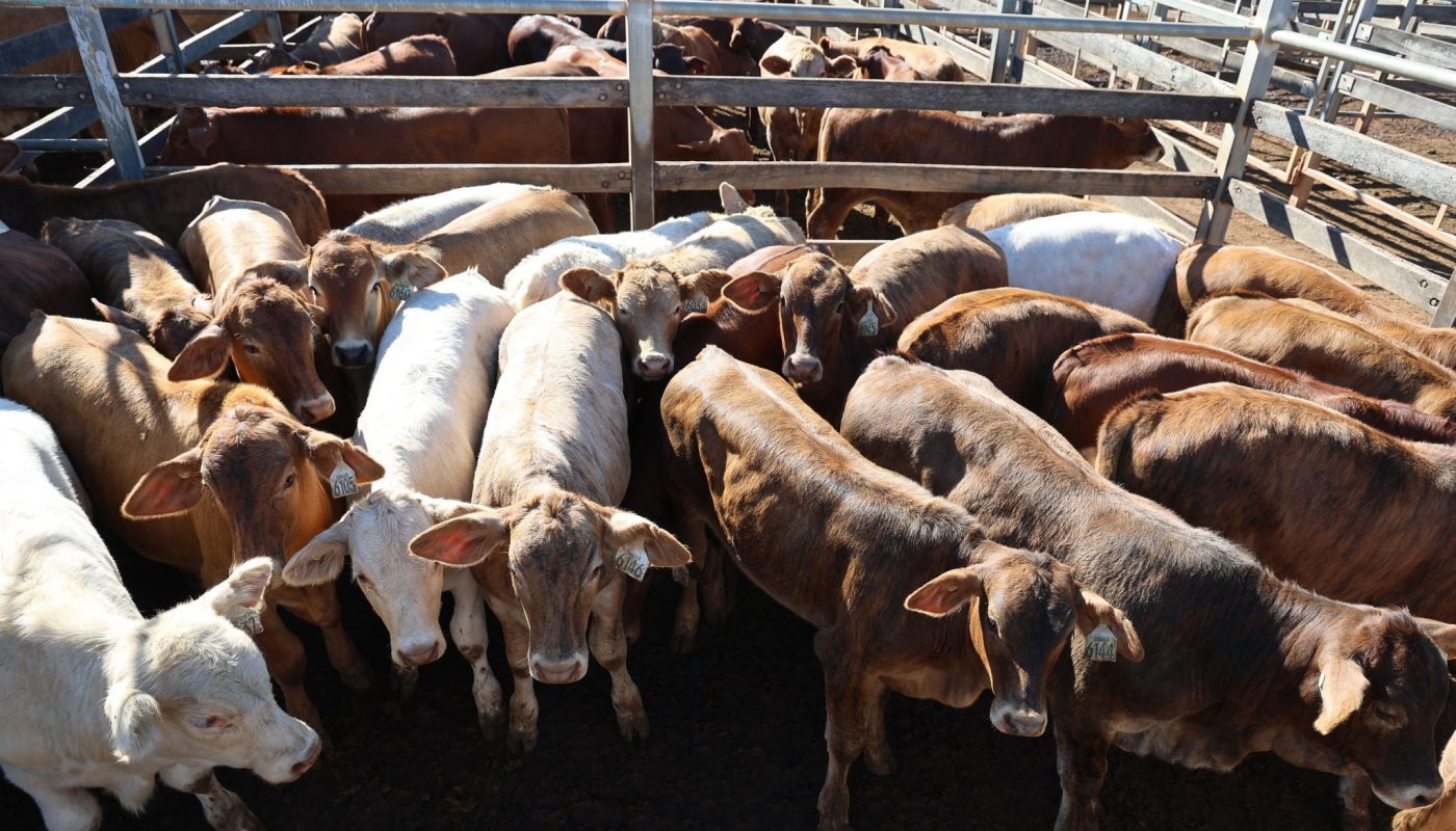 Photo supplied by Roma Saleyards