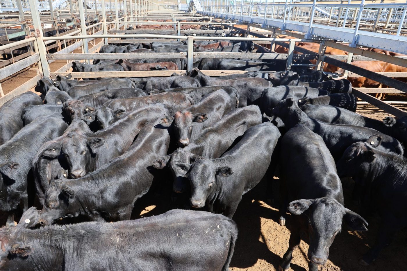 Photo supplied by Roma Saleyards