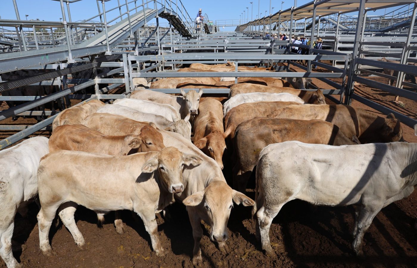 Photo supplied by Roma Saleyards