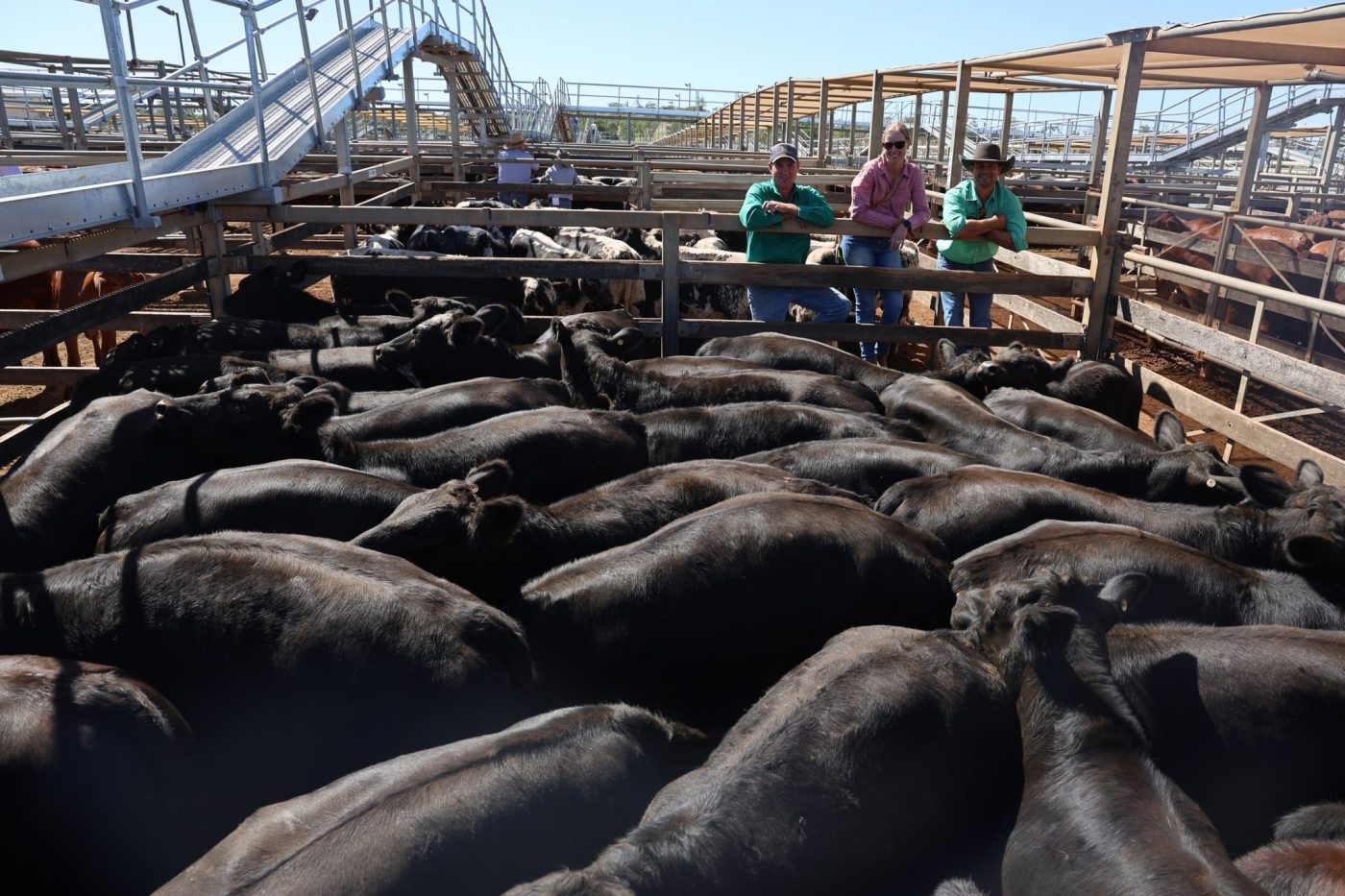 Photo supplied by Roma Saleyards
