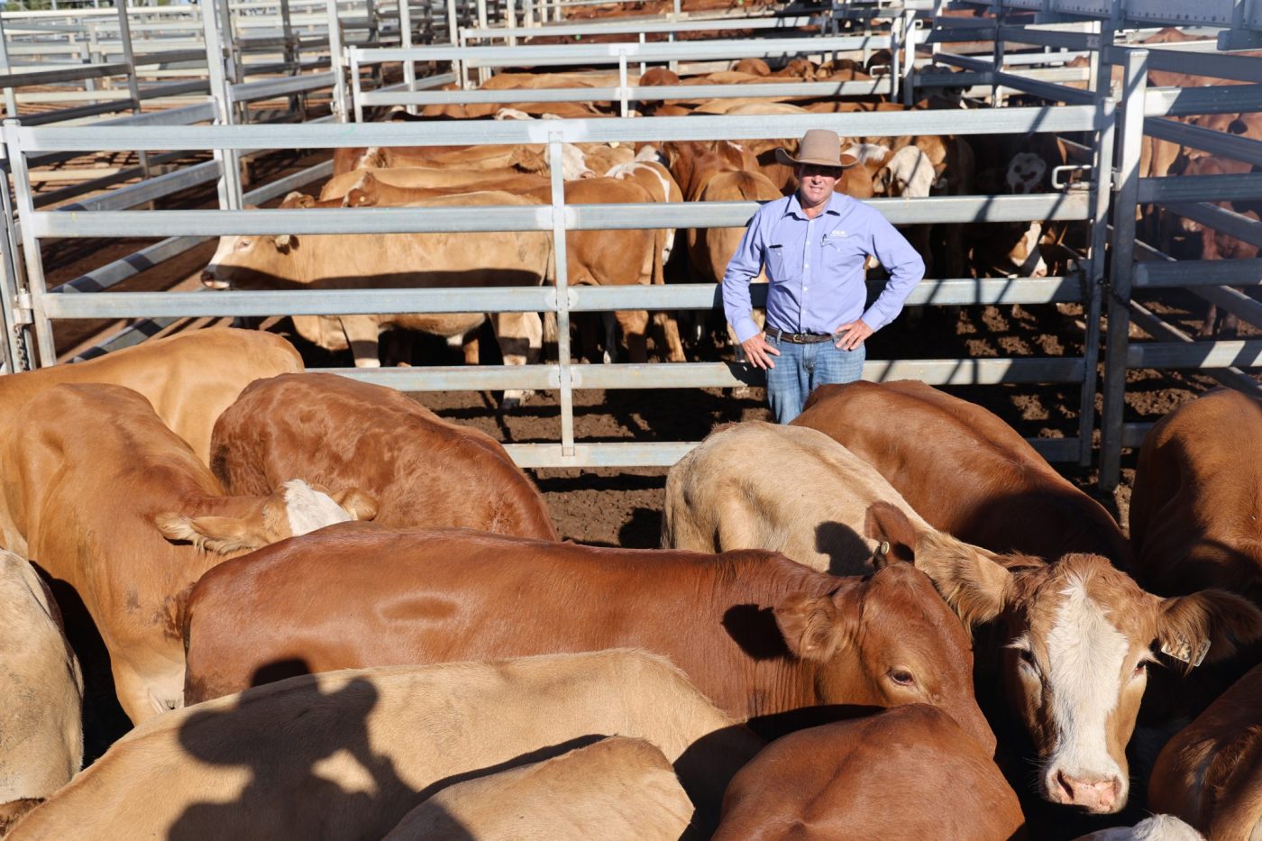 Photo supplied by Roma Saleyards