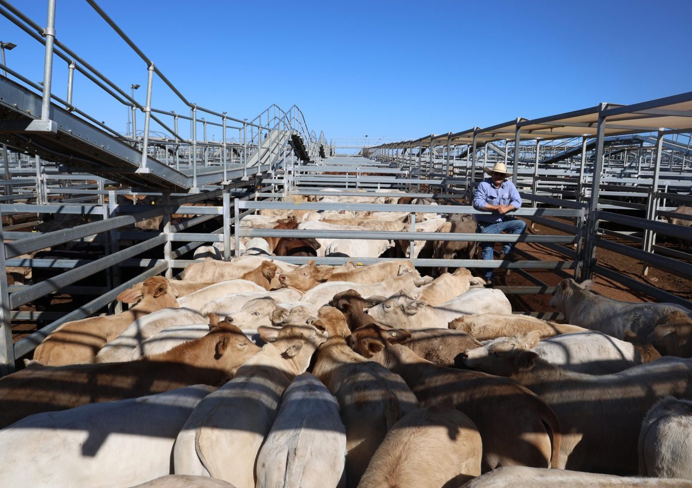 Photo supplied by Roma Saleyards
