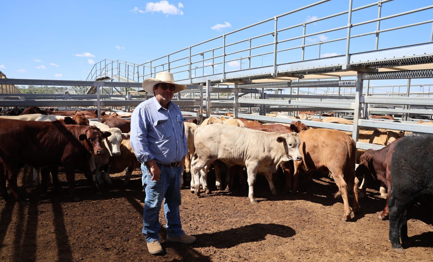 Photo supplied by Roma Saleyards
