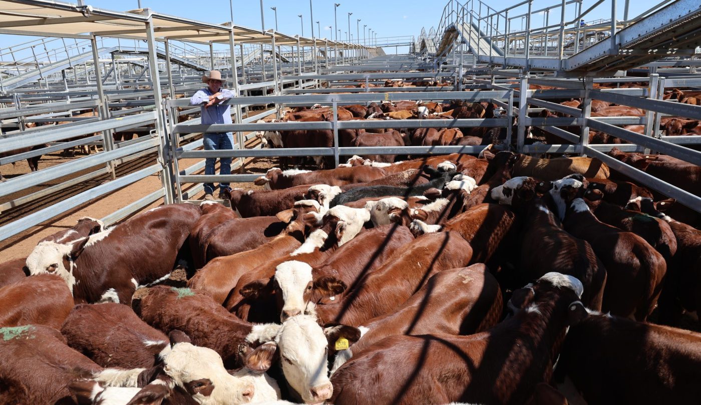 Photo supplied by Roma Saleyards